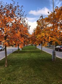 Trees in park during autumn