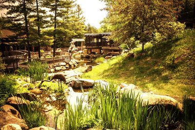 View of trees by pond