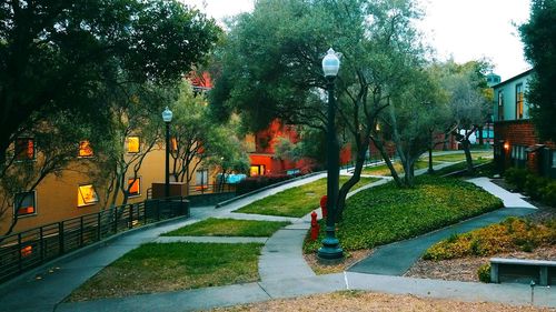 Trees in park against sky in city