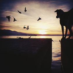 Silhouette birds flying over sea against sky