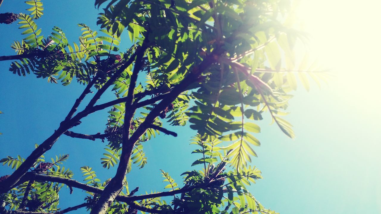 low angle view, tree, growth, branch, leaf, clear sky, nature, sunlight, beauty in nature, green color, sun, tranquility, sky, day, blue, outdoors, no people, plant, freshness, green