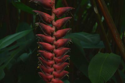 Close-up of flowers