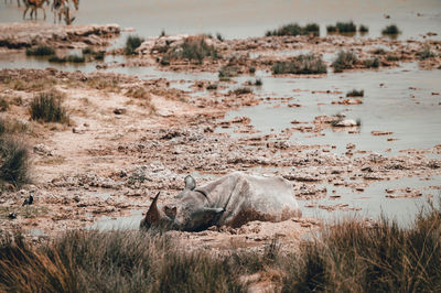 A lone sleeping rhino in the african savannah in namibia, etosha np