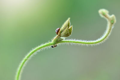 Close-up of plant