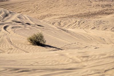 Tire tracks on sand dune