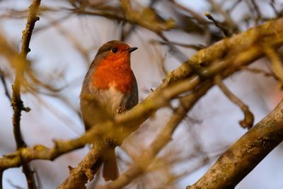 Low angle view of bird perching on branch