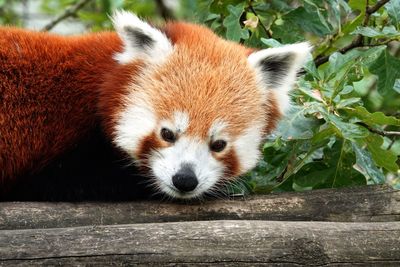 A red panda, a mammal native to the eastern himalayas and southwestern china.