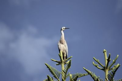 Low angle view of bird perching on plant against sky