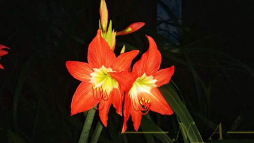 Close-up of day lily blooming against black background