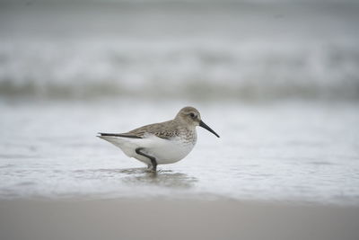 Seagull on a beach