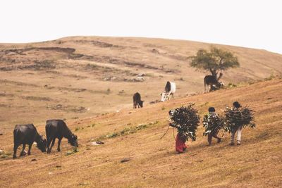 Horses grazing in a field