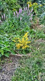 Close-up of flowers growing in field