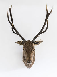Close-up of deer trophy on white wall