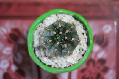 Close-up of cactus in a pot.