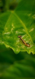 Close-up of insect on leaf