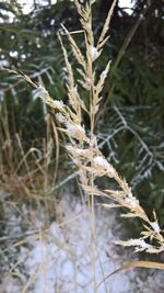 Close-up of dry plant on snow covered field