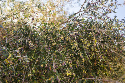 Close-up of fresh green plants