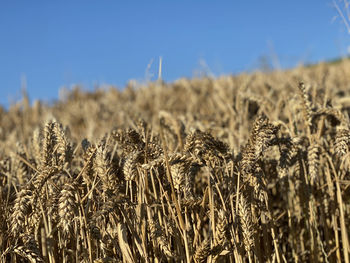 Close-up of wheat growing on field against sky