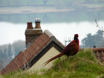 Close-up of bird perching on grass against sky