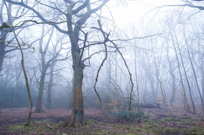 Bare trees in forest