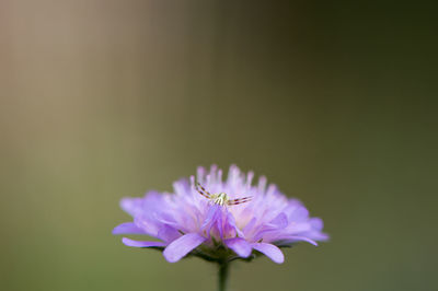 Close-up of insect on purple flower