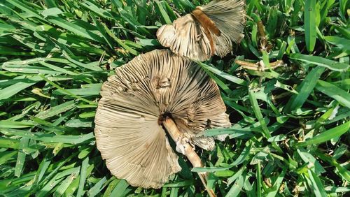 Close-up of mushroom growing on field