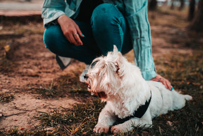 Happy west hightland white terrier