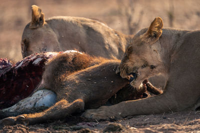 Lioness sitting on rock