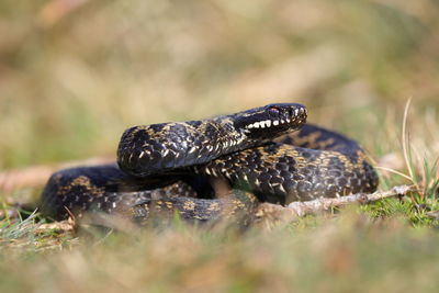 A common adder up close