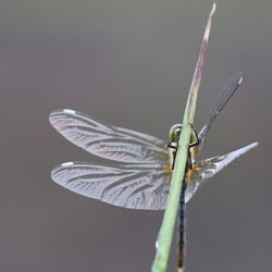 Close-up of dragonfly on twig