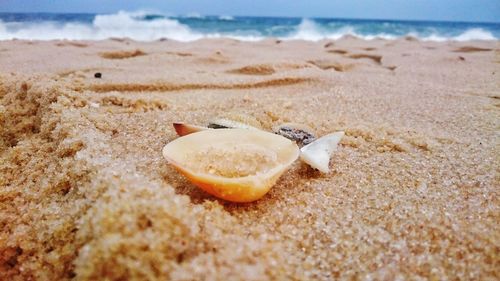 Close-up of seashell on beach