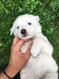 Close-up of hand holding white dog