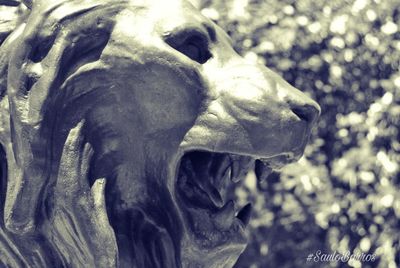 Close-up of elephant