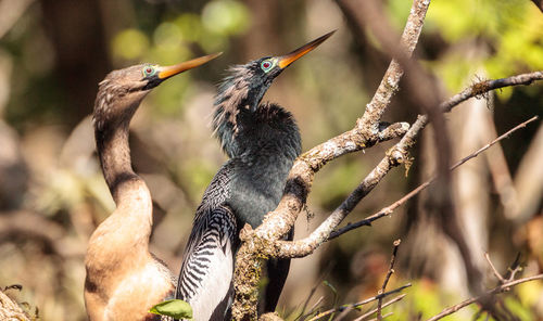 Close-up of bird perching on tree