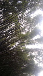 Low angle view of trees