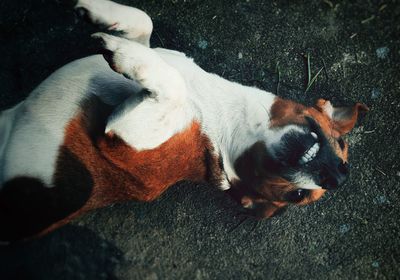 High angle view of dog sleeping