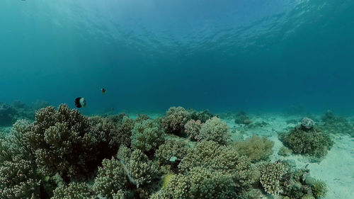 undersea