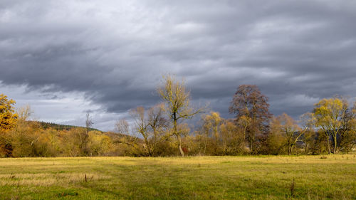 Trees on field against sky