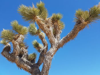 Low angle view of succulent plant against clear blue sky