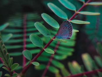 Close-up of butterfly on leaves