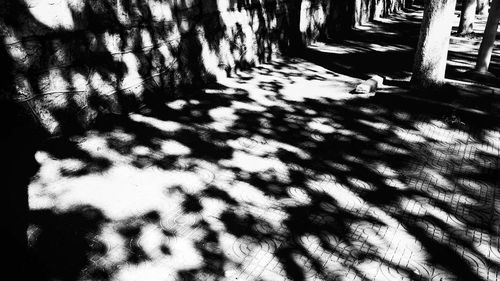 View of tree trunk