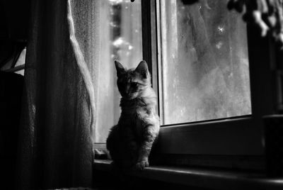 Cat sitting on window sill at home