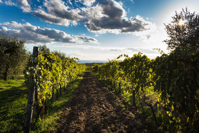 Plants growing on field against sky