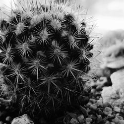 Close-up of thistle cactus against sky