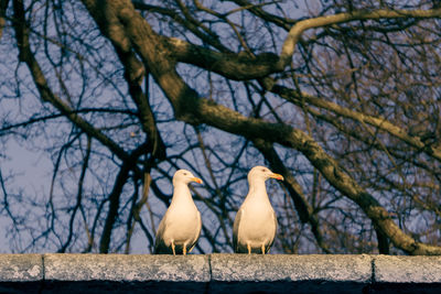 Low angle view of bird perching on tree