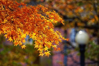 Close-up of maple tree