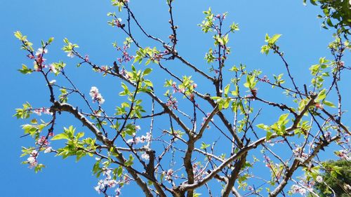 Low angle view of fresh flower tree against clear sky