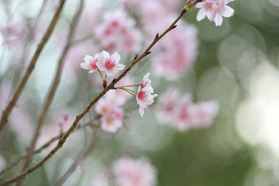 Close-up of pink cherry blossom