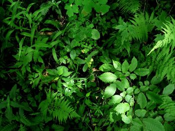 Full frame shot of green leaves