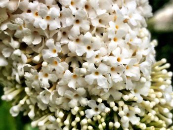 Close-up of white flowers